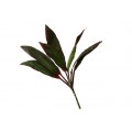 Cordyline Tips - Red Sister Ti